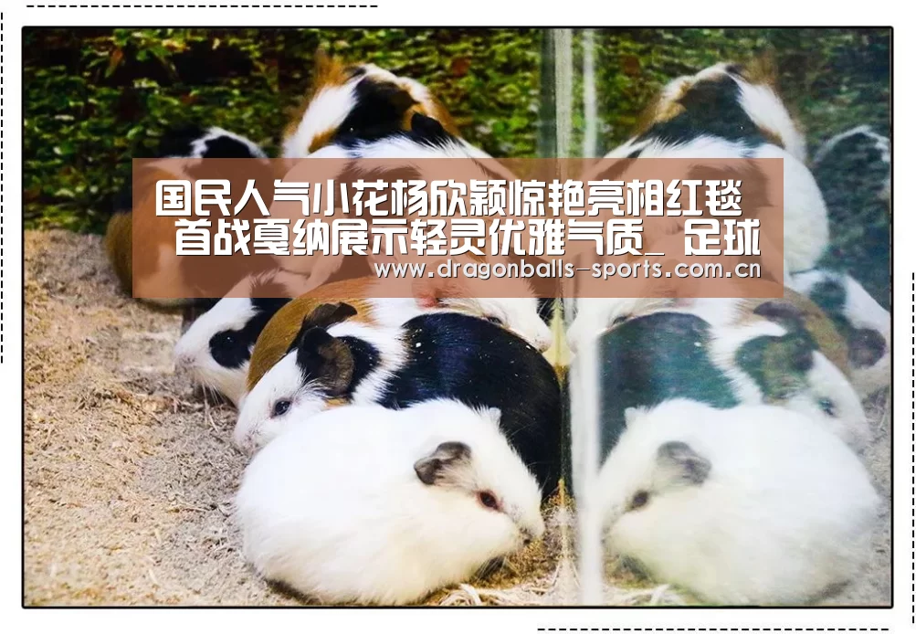  篮球直播